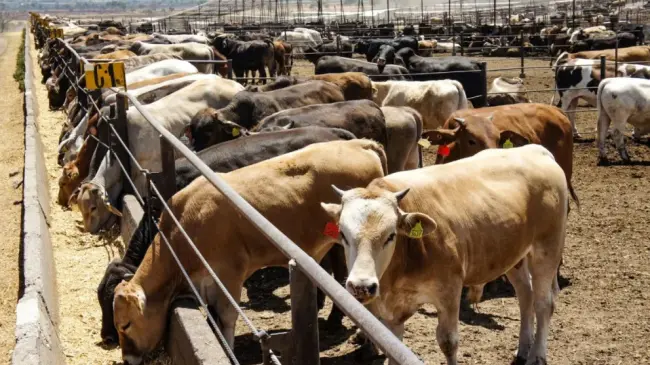 Entregarán alimento a los ganaderos de Zacatecas, tras la sequía registrada en 2023. Foto: Cortesía
