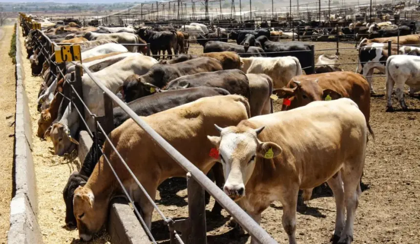 Entregarán alimento a los ganaderos de Zacatecas, tras la sequía registrada en 2023. Foto: Cortesía