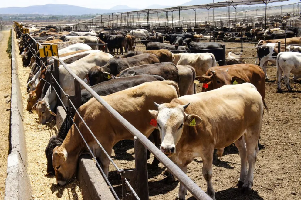 Entregarán alimento a los ganaderos de Zacatecas, tras la sequía registrada en 2023. Foto: Cortesía