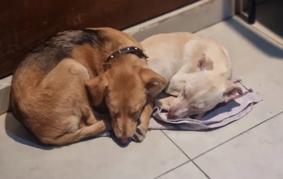 Explorando refugios de animales en CDMX: Encuentra el compañero perfecto para tu hogar