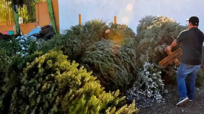 Centros de acopio para árboles navideños naturales en Edomex