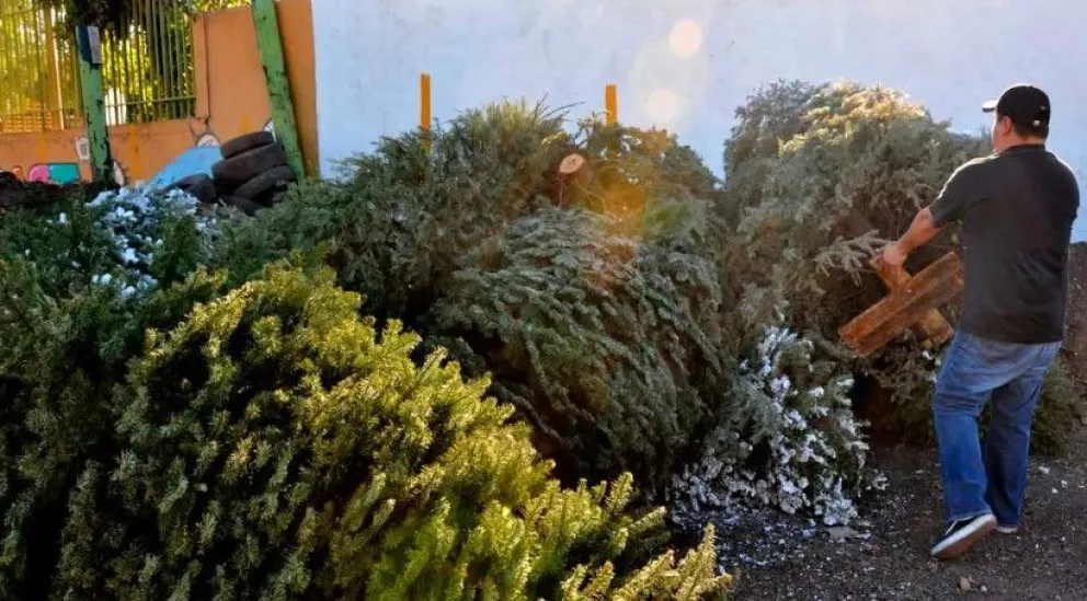 Centros de acopio para árboles navideños naturales en Edomex