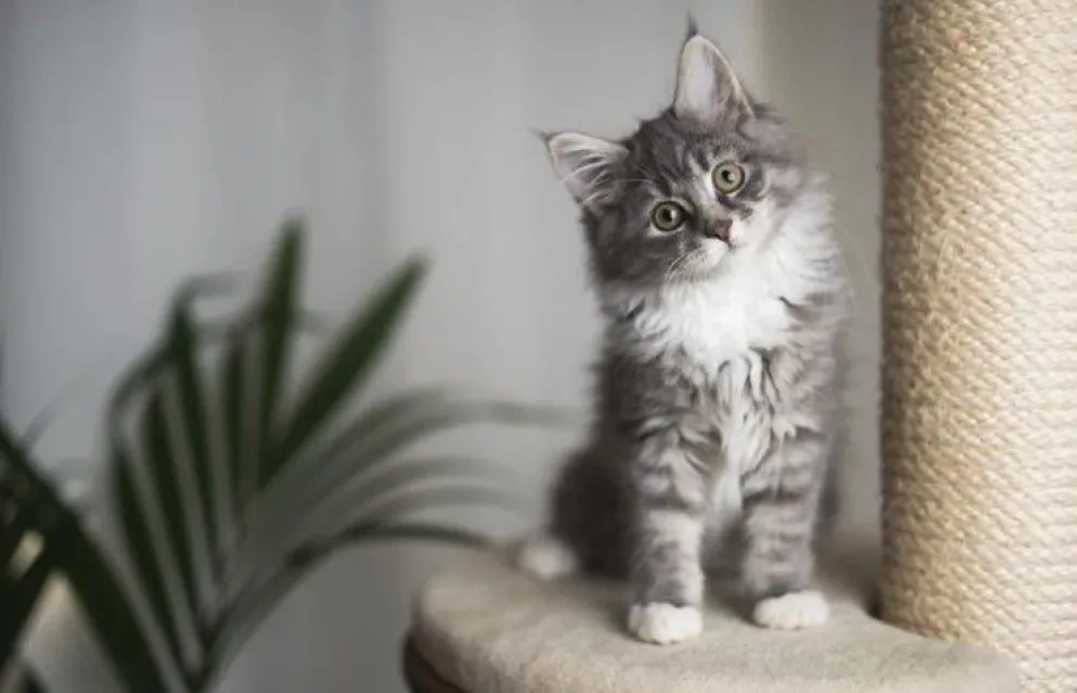 Cómo crear un paraíso gatuno en casa: Consejos para una convivencia feliz