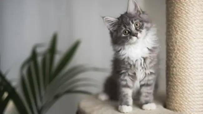 Cómo crear un paraíso gatuno en casa: Consejos para una convivencia feliz