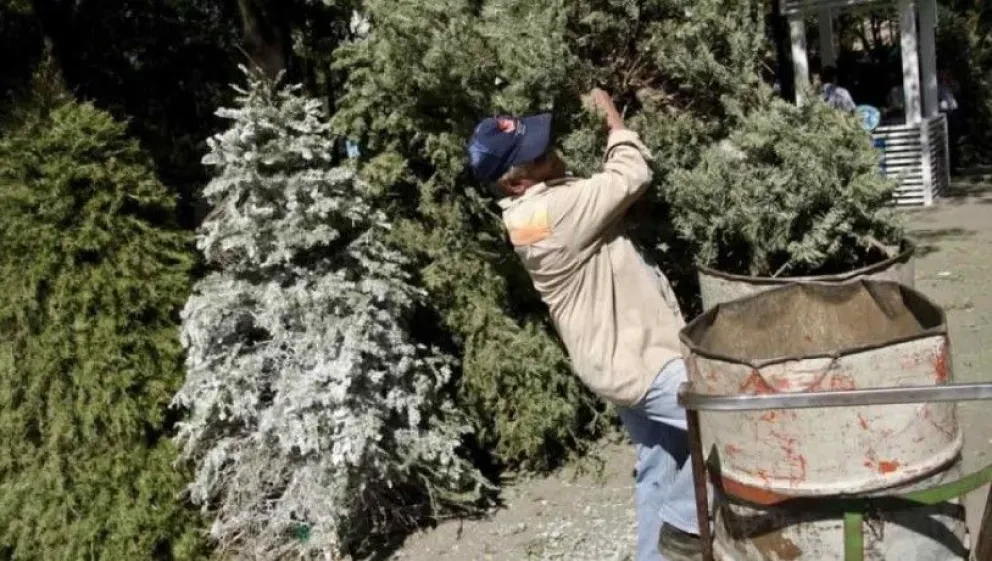 Árbol por Árbol en Álvaro Obregón 2024