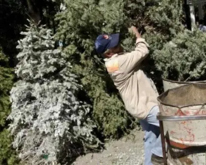 Árbol por Árbol en Álvaro Obregón 2024