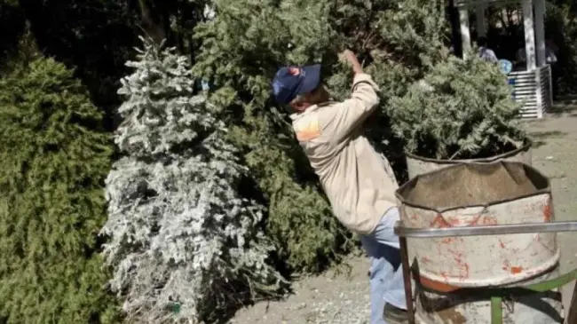 Árbol por Árbol en Álvaro Obregón 2024
