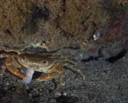 Cangrejito Barranqueño: Tesoro al rescate en la Ciudad de la Eterna Primavera