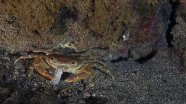 Cangrejito Barranqueño: Tesoro al rescate en la Ciudad de la Eterna Primavera
