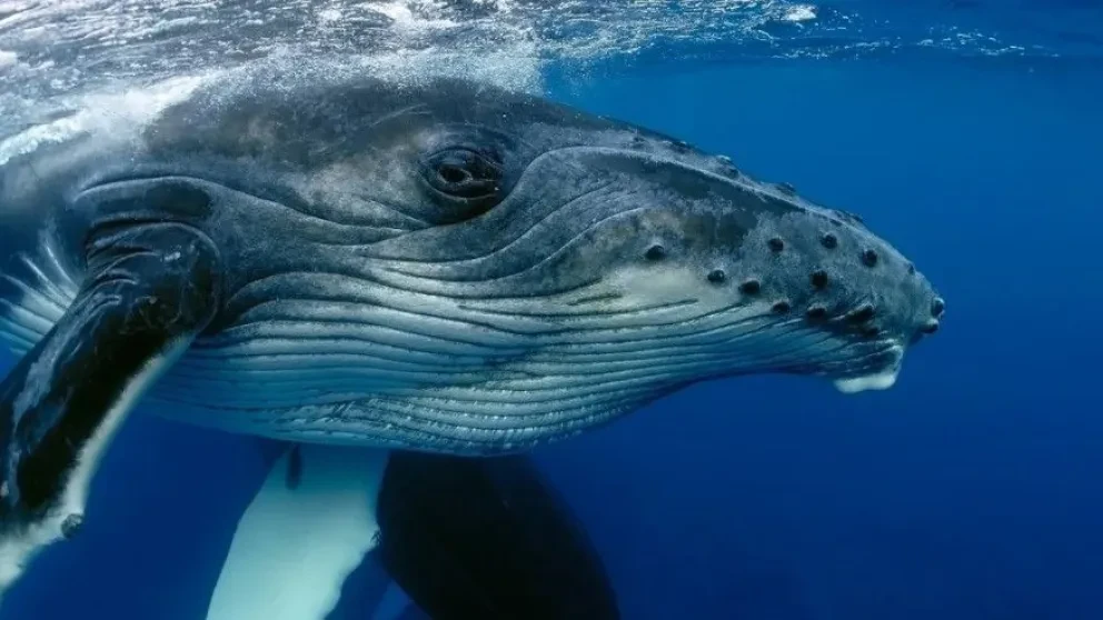 Se realiza con éxito la primera interacción entre seres humanos y ballenas
