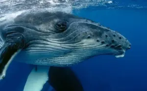 Se realiza con éxito la primera interacción entre seres humanos y ballenas