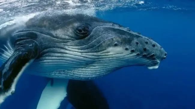 Se realiza con éxito la primera interacción entre seres humanos y ballenas