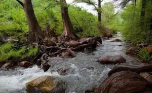 Área de Protección de Flora y Fauna en la Sierra de Álamos Río Cuchujaqui: un tesoro natural de México