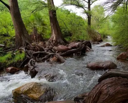 Área de Protección de Flora y Fauna en la Sierra de Álamos Río Cuchujaqui: un tesoro natural de México