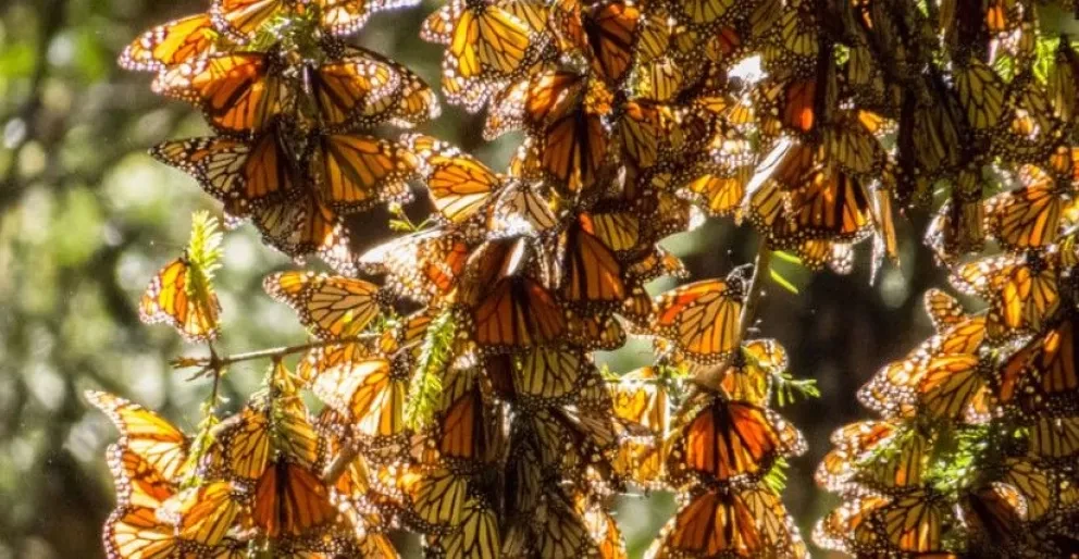 ¿Dónde ver Mariposas Monarcas en Estado de México?