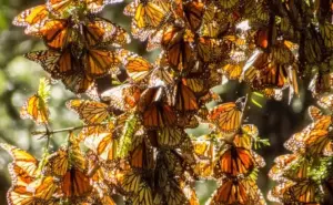 ¿Dónde ver Mariposas Monarcas en Estado de México?