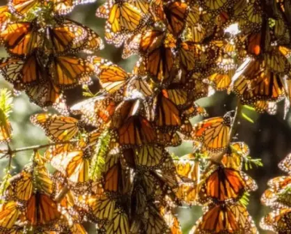 ¿Dónde ver Mariposas Monarcas en Estado de México?