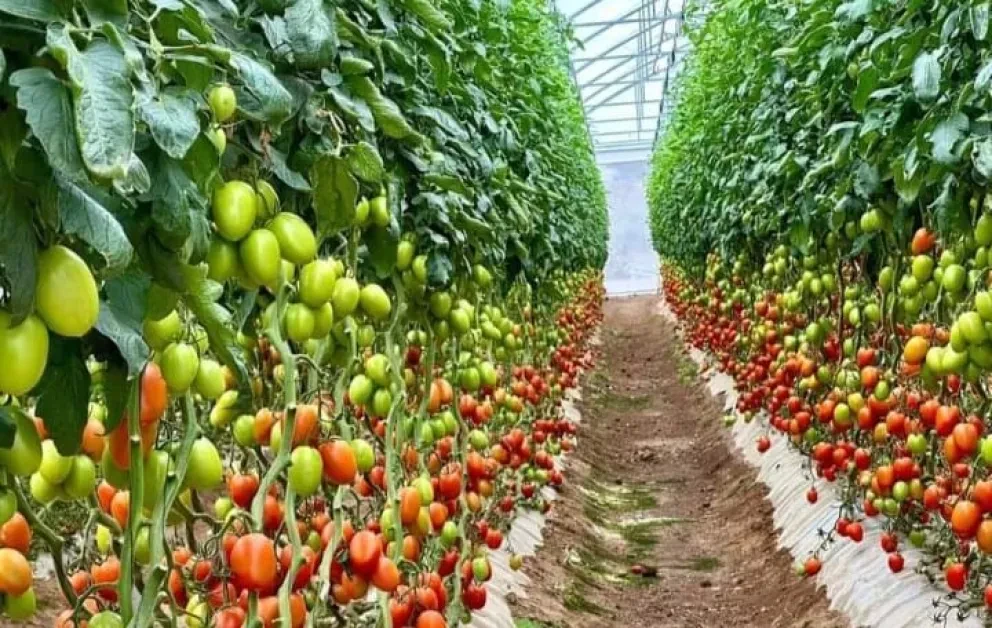 A toda intensidad la producción de hortalizas en el valle de Culacán