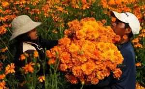 Conoce el significado de 4 flores mexicanas