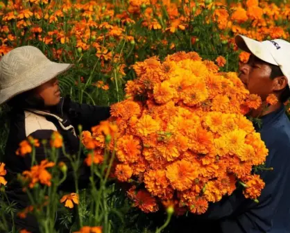 Conoce el significado de 4 flores mexicanas