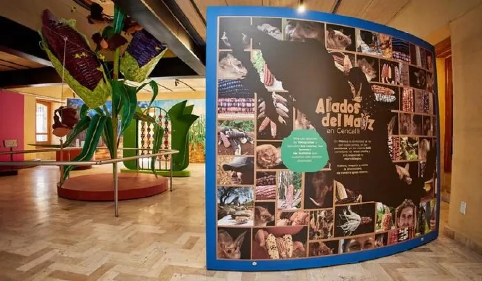El Complejo Cultural Los Pinos, inauguró la sala infantil permanente “Aliados del Maíz” en la planta baja del Cencalli, la casa del maíz y la cultura alimentaria.