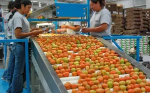 Rompen récord exportaciones agroalimentarias en 2023, superan los 51 mil mdd: Agricultura