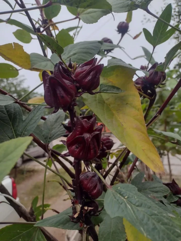 Hermosas crecen las flores de jamaica en un pequeño espacio de tierra.