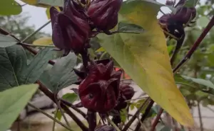 En Barrancos crecen las flores de Jamaica en medio del asflato