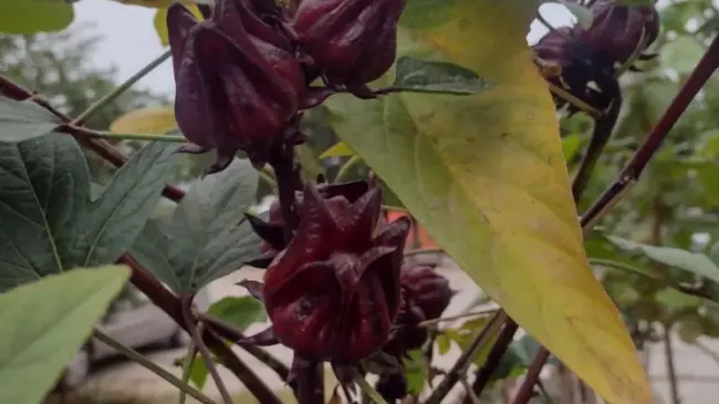 Hermosas crecen las flores de jamaica en un pequeño espacio de tierra.