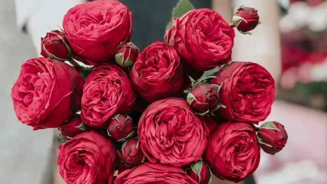 Flores.