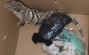 Ponen a salvo a dos iguanas que pretendían enviarlas por paquetería a Zapopan