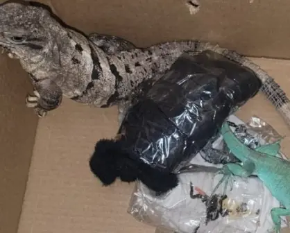 Ponen a salvo a dos iguanas que pretendían enviarlas por paquetería a Zapopan