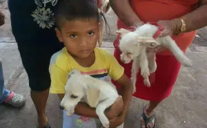 Éxito en las Campañas de Esterilización de Mascotas en Villa Juárez