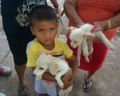 Éxito en las Campañas de Esterilización de Mascotas en Villa Juárez