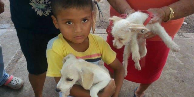 Éxito en las Campañas de Esterilización de Mascotas en Villa Juárez