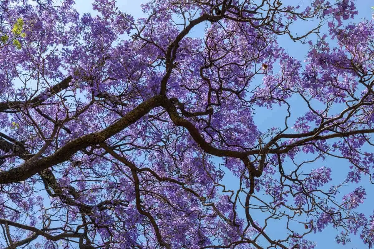 Árboles de jacarandas por la calle