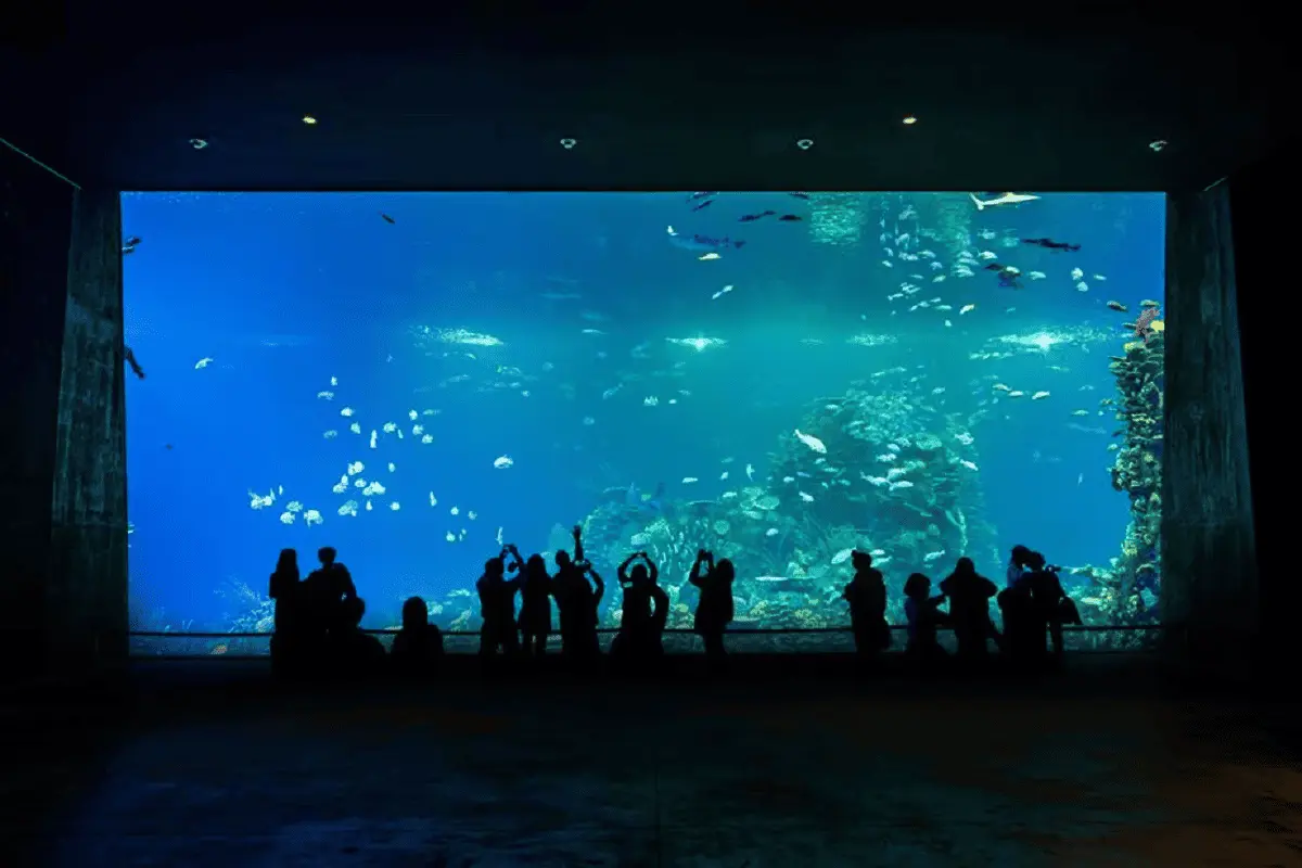 Las entradas se pueden comprar en línea o físicamente; también hay precios preferenciales, pases anuales y entradas gratuitas para menores de 4 años. Foto: Gran Acuario Mazatlán