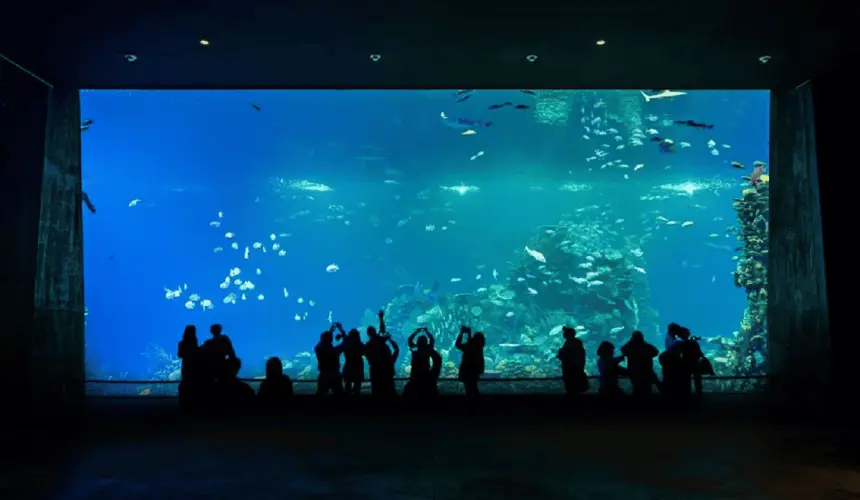 Las entradas se pueden comprar en línea o físicamente; también hay precios preferenciales, pases anuales y entradas gratuitas para menores de 4 años. Foto: Gran Acuario Mazatlán