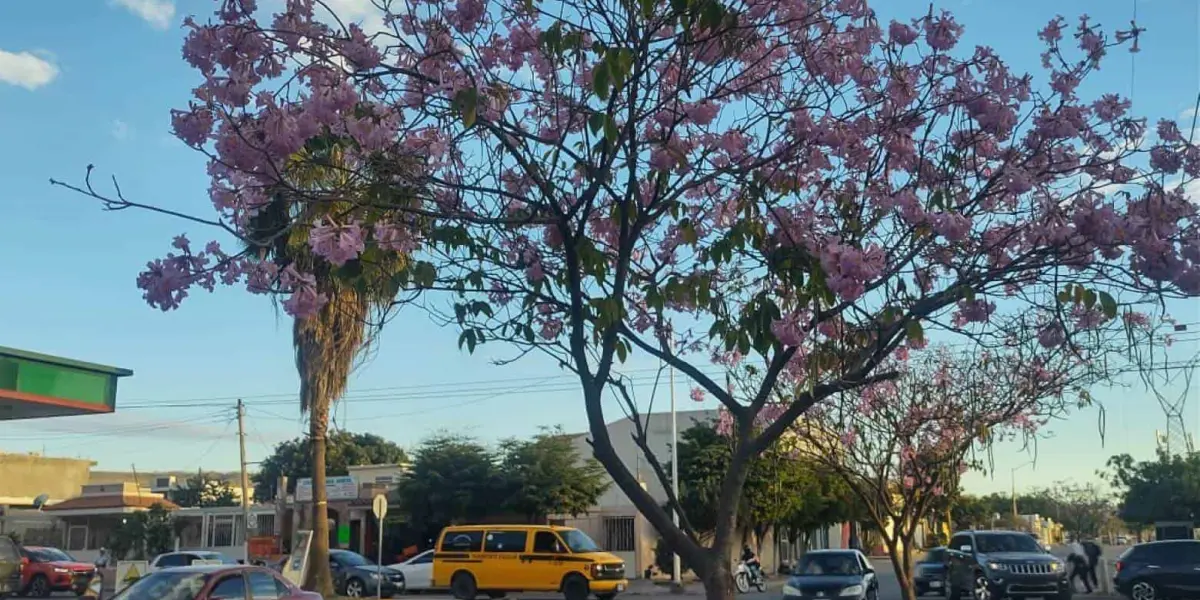 Las flores de esta especie de árbol, aportan beneficios a polinizadores como abejas, mariposas y algunas aves.