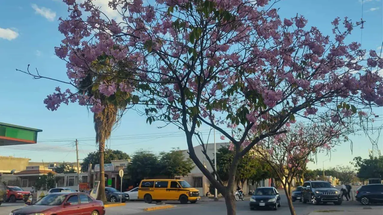 Las flores de esta especie de árbol, aportan beneficios a polinizadores como abejas, mariposas y algunas aves.