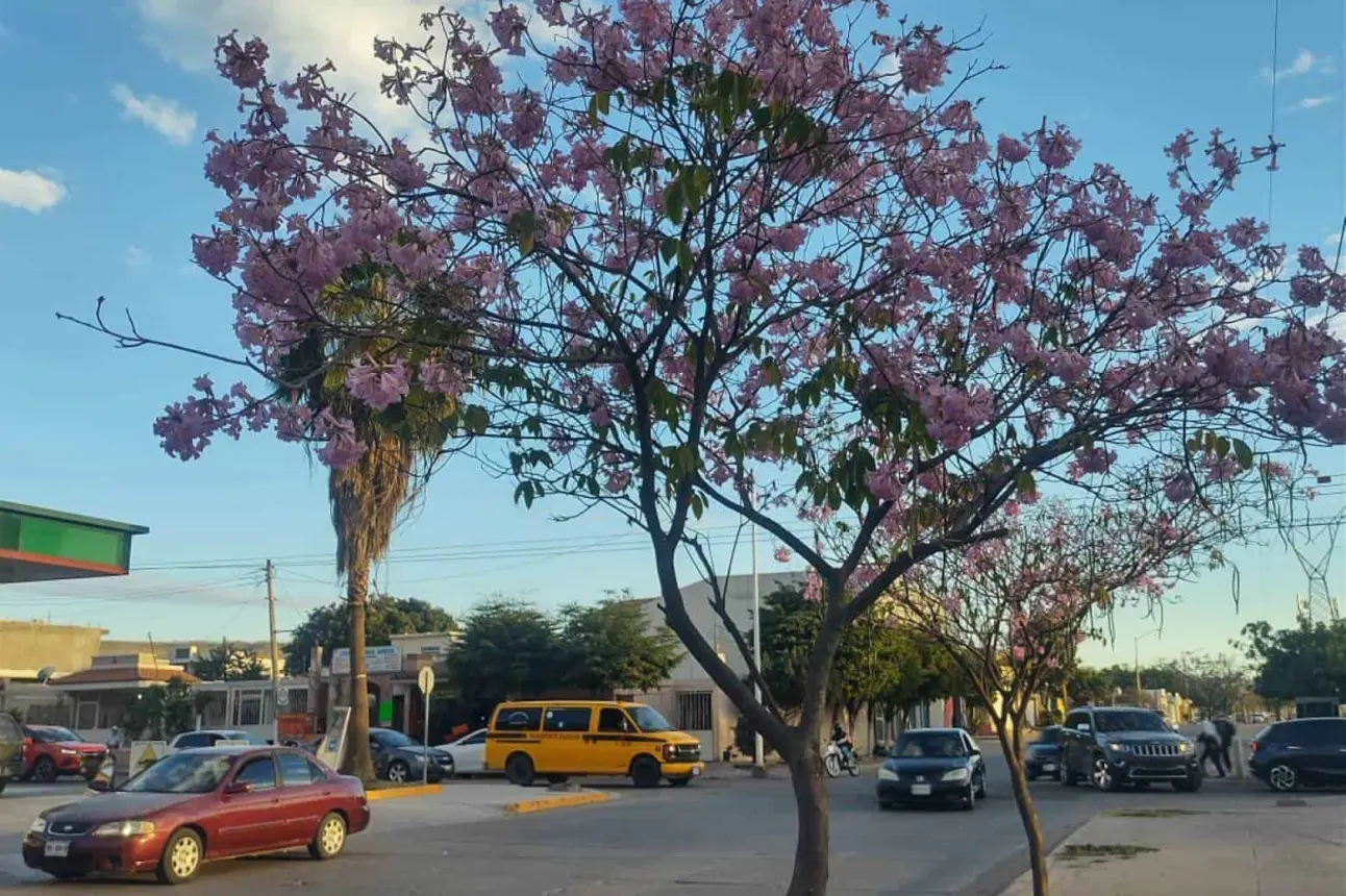 Las flores de esta especie de árbol, aportan beneficios a polinizadores como abejas, mariposas y algunas aves.