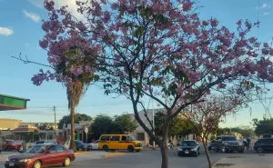 Los árboles de Amapa visten de rosamorada al bulevar Agricultores en Culiacán