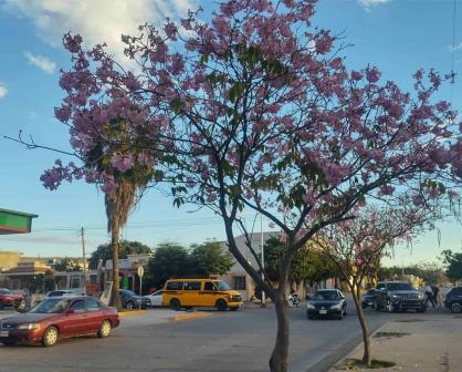 Los árboles de Amapa visten de rosamorada al bulevar Agricultores en Culiacán