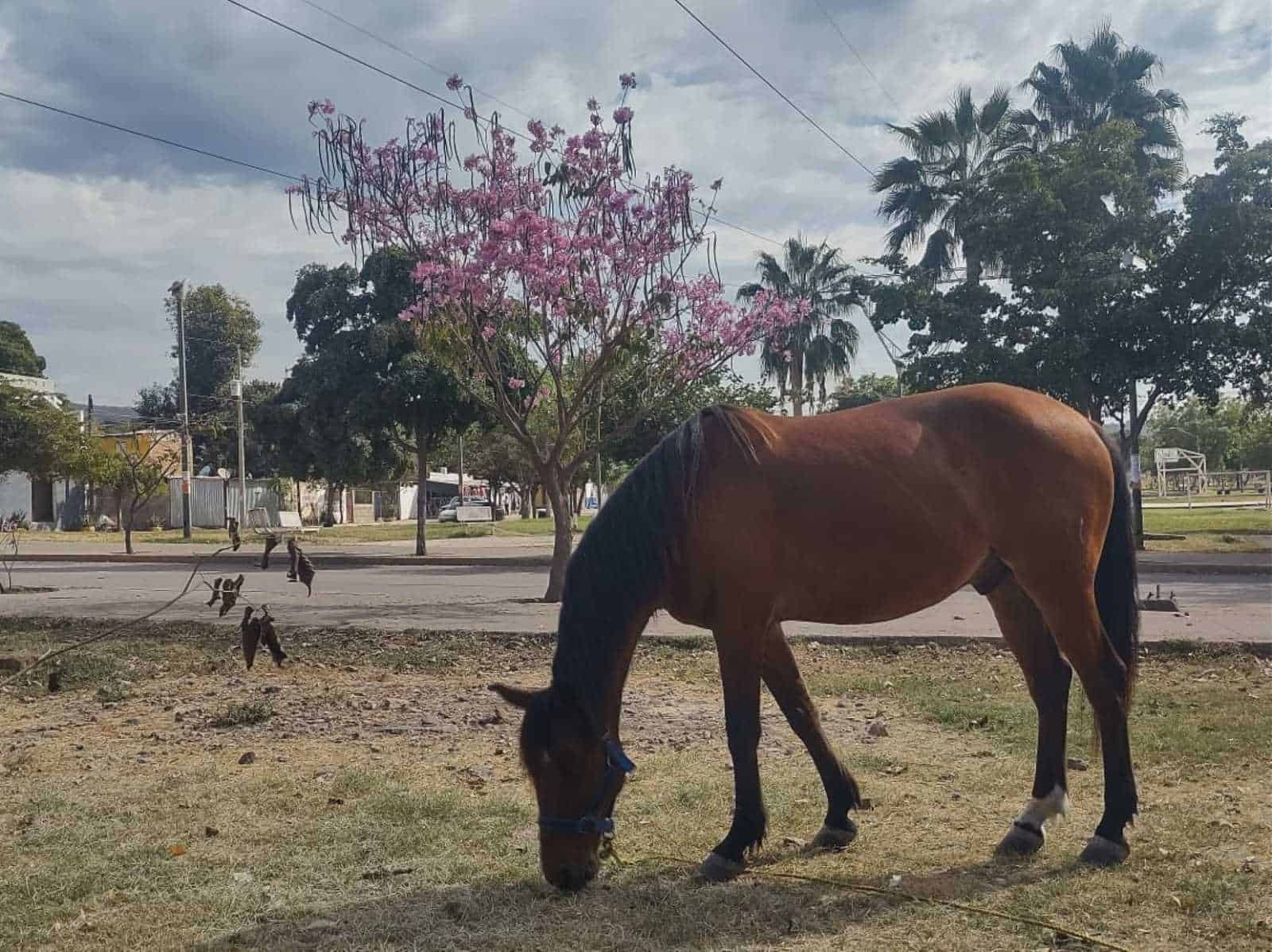 Bulevar Agricultores- Culiacán