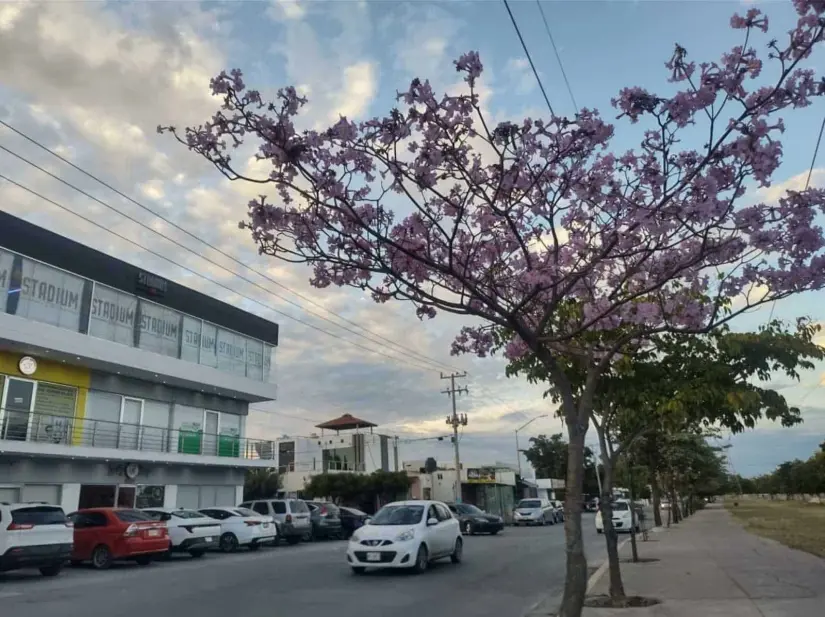 Amapas en el Bulevar Agricultores