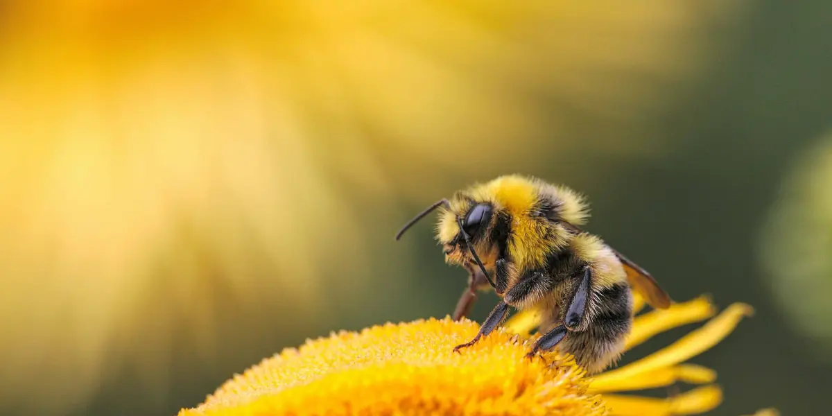 Abeja polinizando una flor. Cortesía Jardín Botánico Culiacán