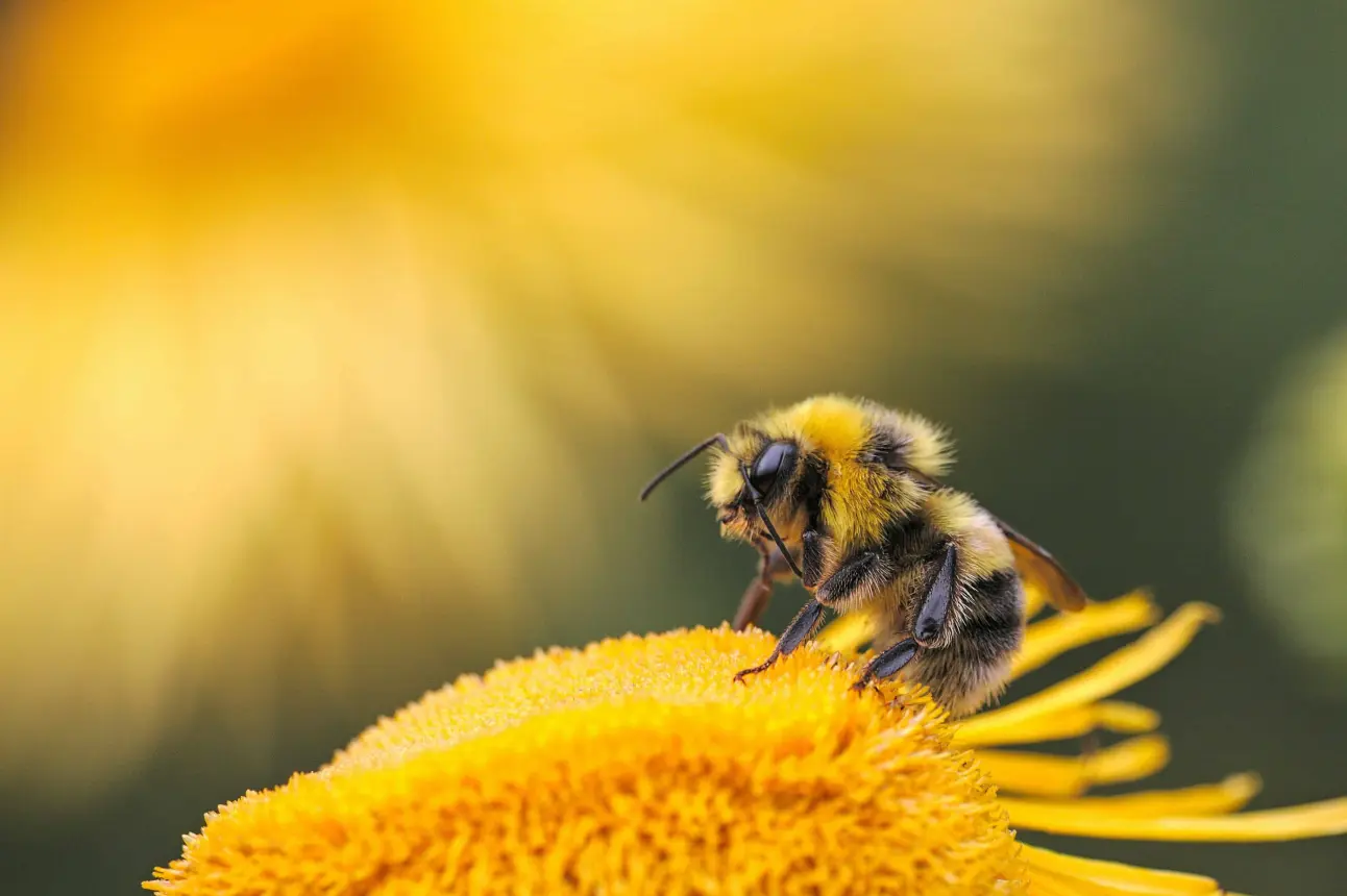 Abeja polinizando una flor. Cortesía Jardín Botánico Culiacán