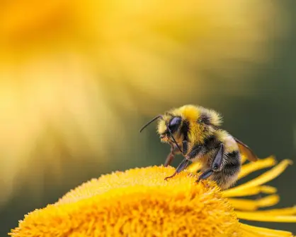 Esto pasaría si las abejas dejan de existir