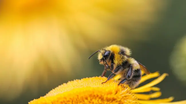 Abeja polinizando una flor. Cortesía Jardín Botánico Culiacán