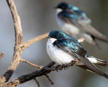 Actividades que se realizan en Sinaloa para la conservación de Aves